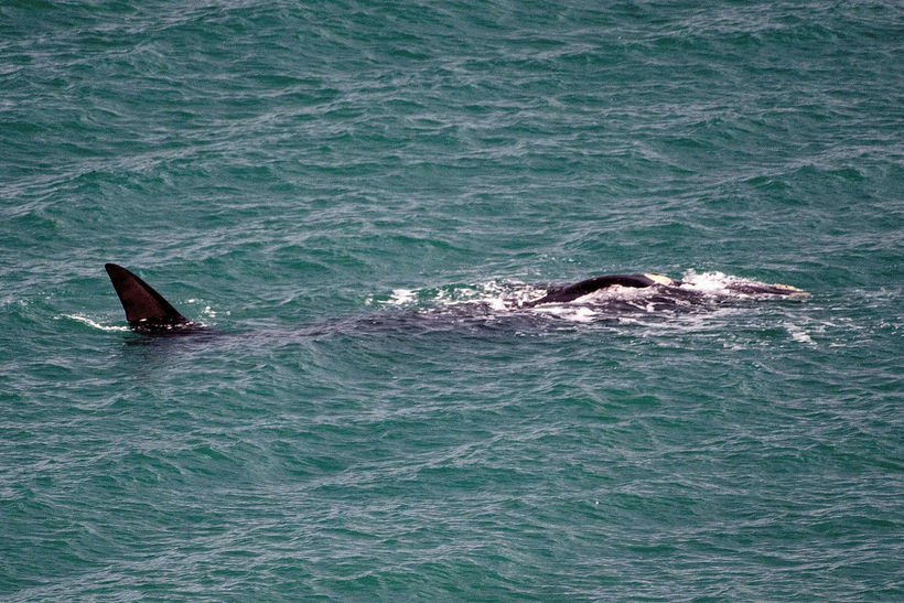 Rare Right Whale Spotted in Iceland - Iceland Monitor