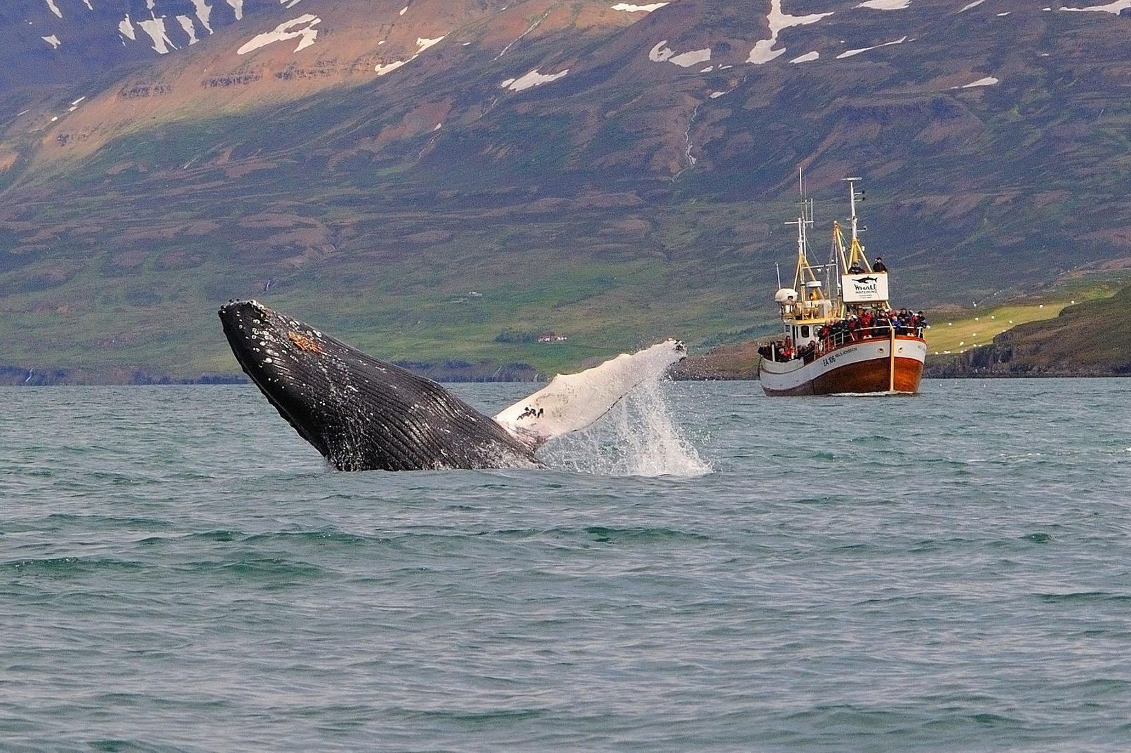 Hnúfubakur að leika listir sínar fyrir hvalaunnendur sem vafalaust margir …