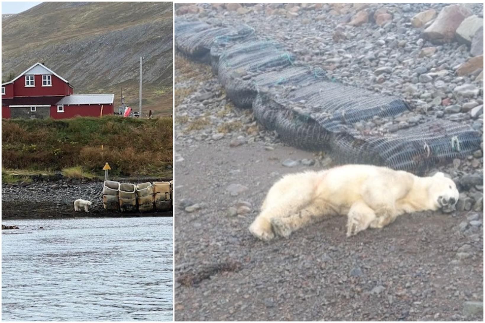 Björninn var hæfður í fyrsta skoti.