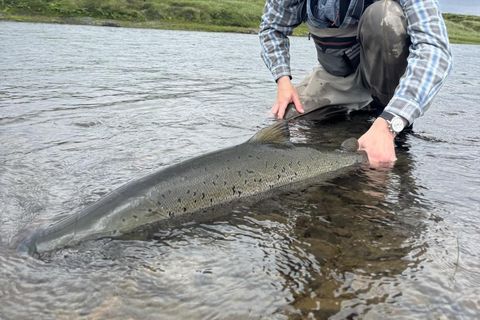 Lengdin sést svo vel hér og hausinn er stór og veiðiugginn einnig.