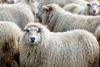 Sheep still locked in sheep shelters in Grindavík