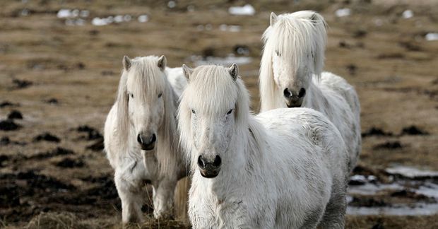 Sjáðu myndbandið!