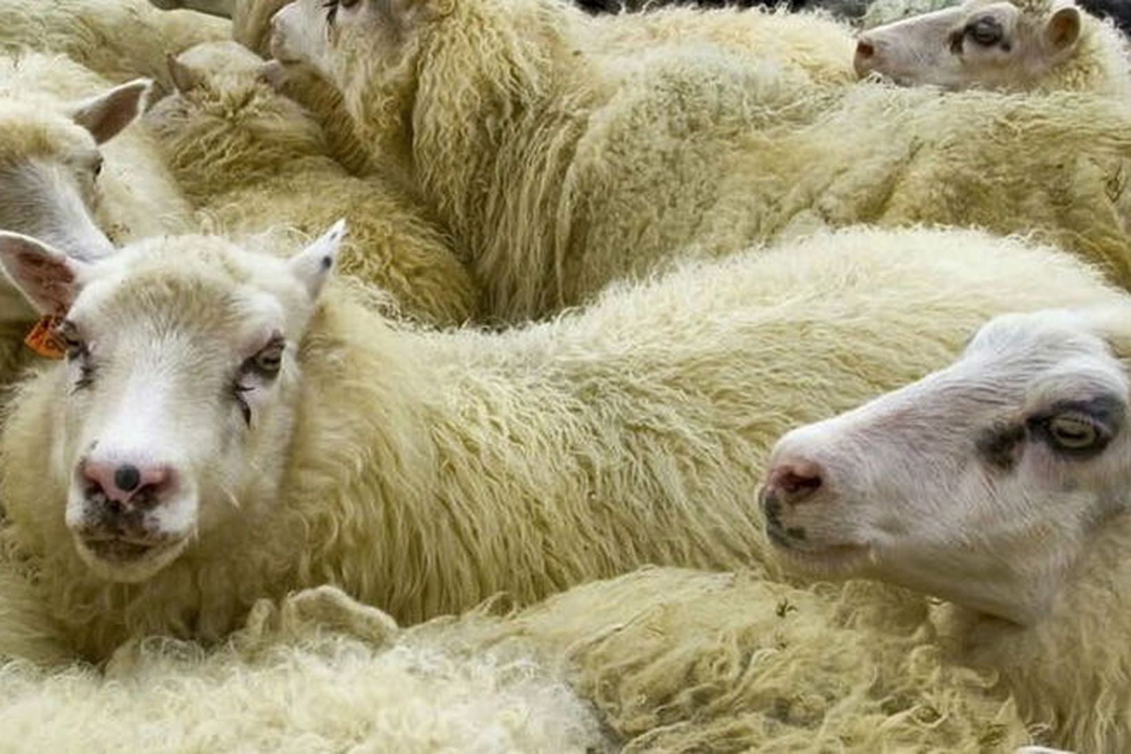 Kína flytur inn 125 þúsund tonn af lambakjöti á ári.