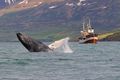 Ferðaþjónusta Hnúfubakur að leika listir sínar fyrir hvalaunnendur sem vafalaust margir ferðamenn eru.