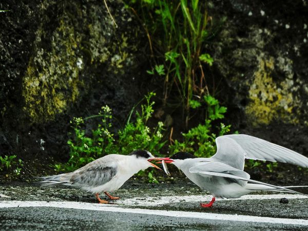 Sneaky minks could not wreak havoc on the artic tern's breeding this year.