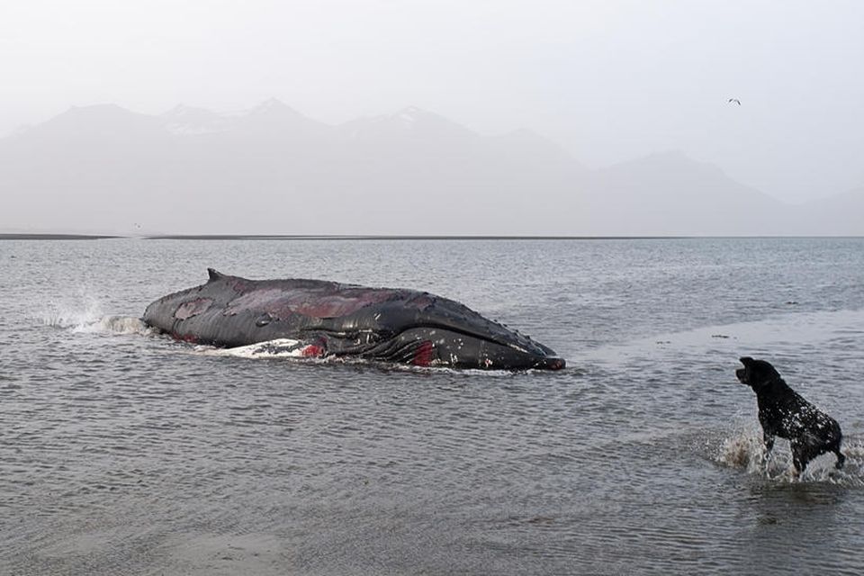 Hnúfubakurinn í Skarðsfirði.