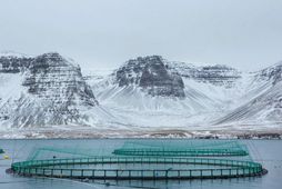 Sjókvíar Arnarlax í Tálknafirði. Fyrirtækið er stærsta fiskeldisfyrirtæki landsins.