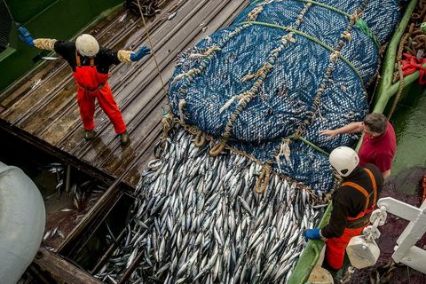 Gert er ráð fyrir því að veiðigjöld á næsta ári muni skila ríkissjóði 14,3 milljörðum.