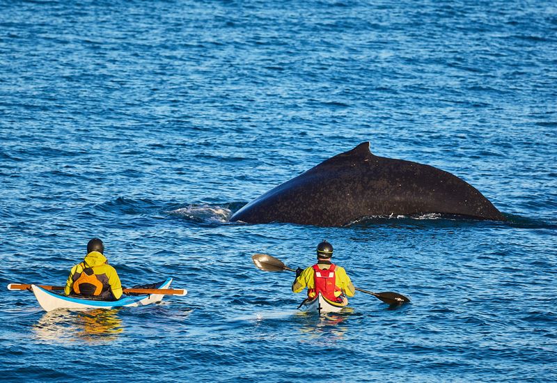 The humpback whale is different from many whales in the sense that it is more curious, less afraid of people and boats.