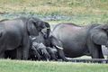 Fílar Fílahjörð við vatnsból í Simbabve. Áformað er að fella 200 fíla í þjóðgörðum landsins til að bregðast við þurrkum og fæðuskorti.