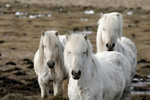 Sjáðu myndbandið!